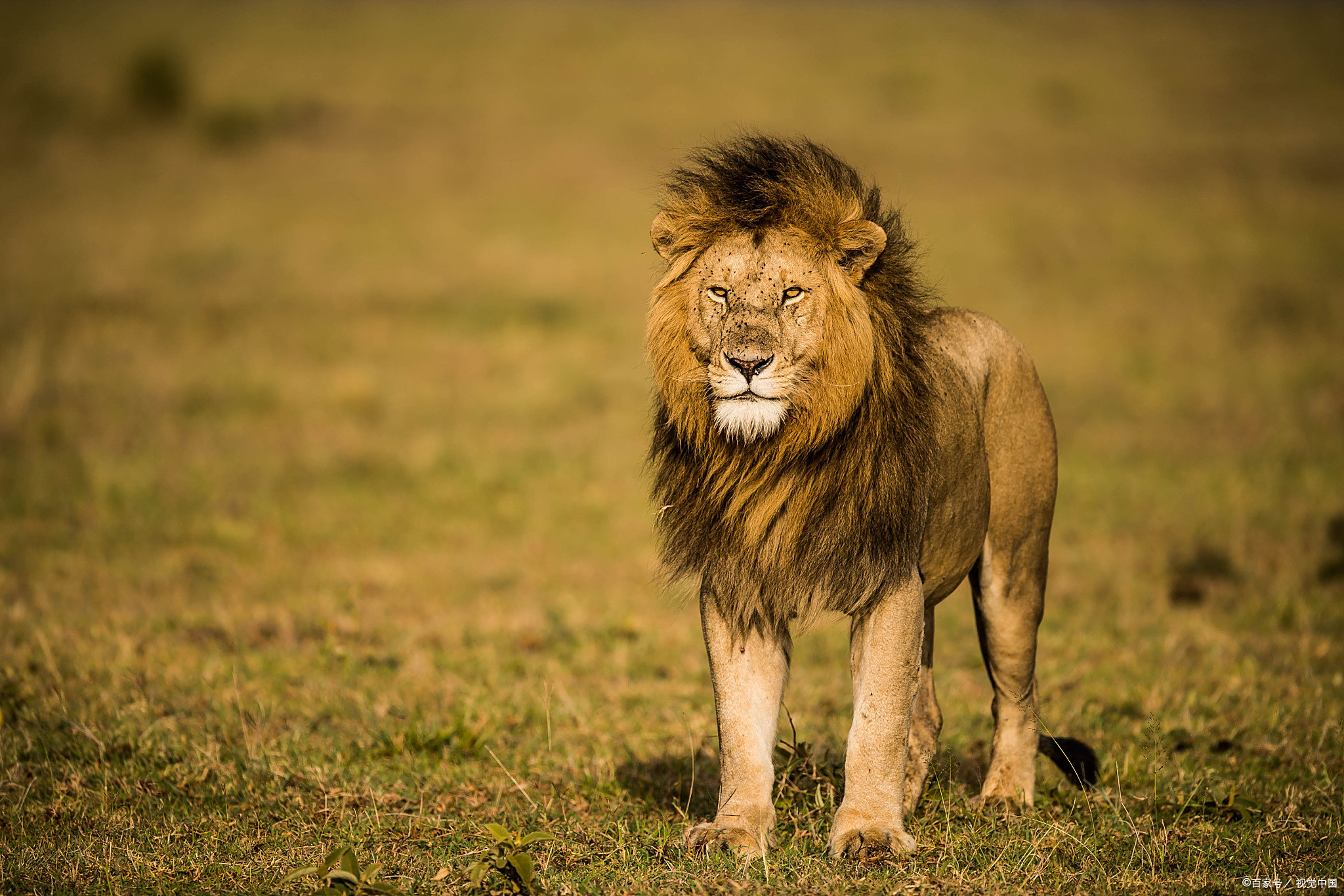 马竞的铁血防守：西蒙尼哲学过时了吗？的简单介绍